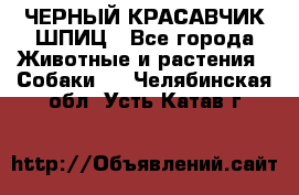 ЧЕРНЫЙ КРАСАВЧИК ШПИЦ - Все города Животные и растения » Собаки   . Челябинская обл.,Усть-Катав г.